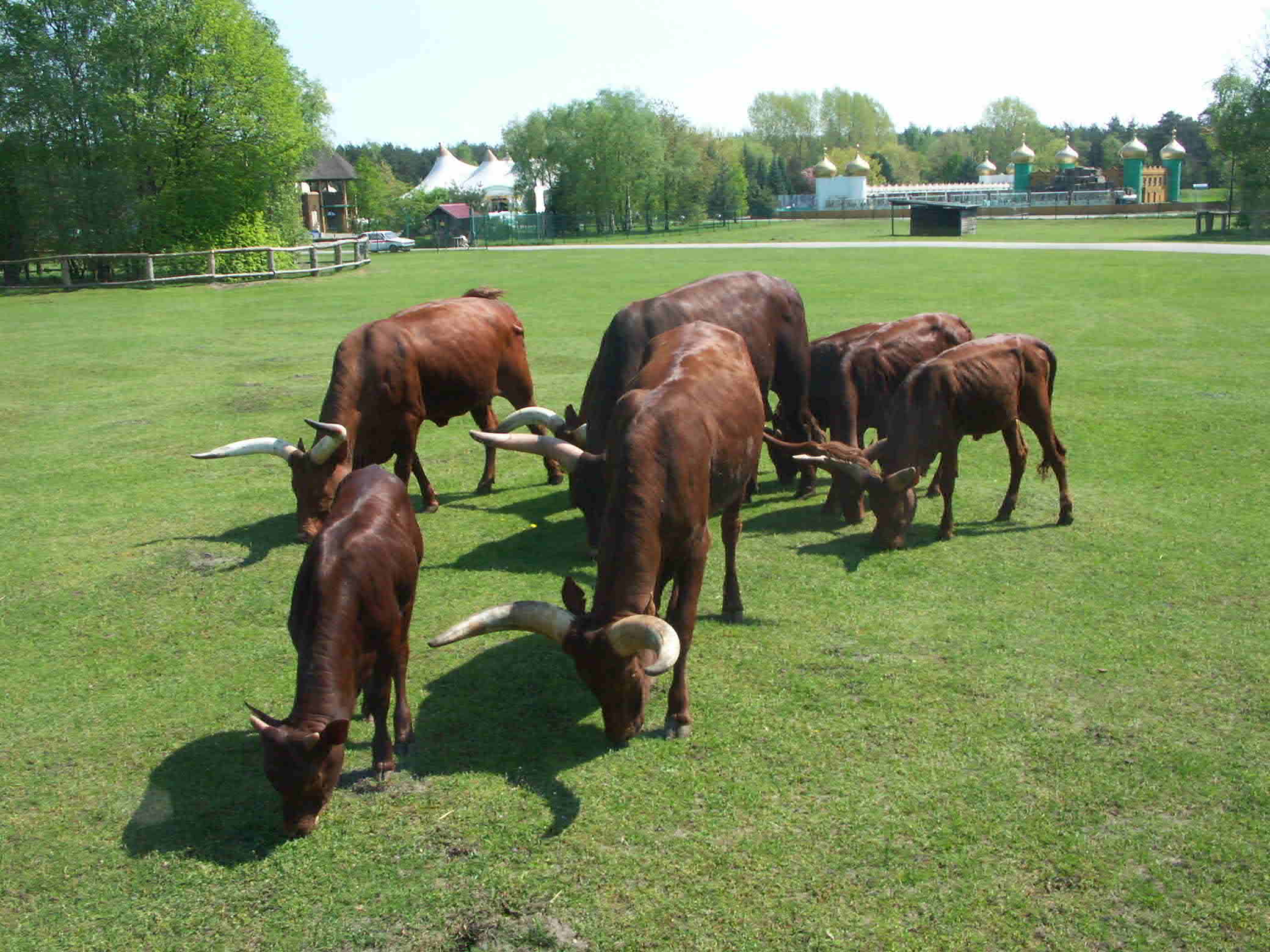 Watussi-Herde